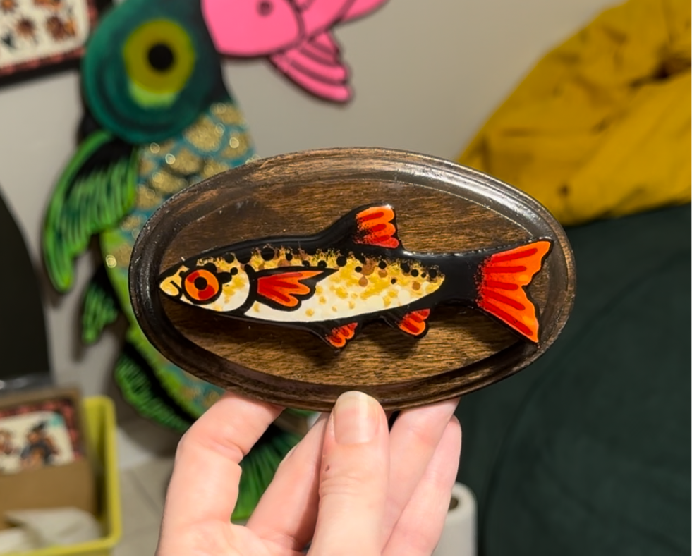 Mystery Fish Box!-small